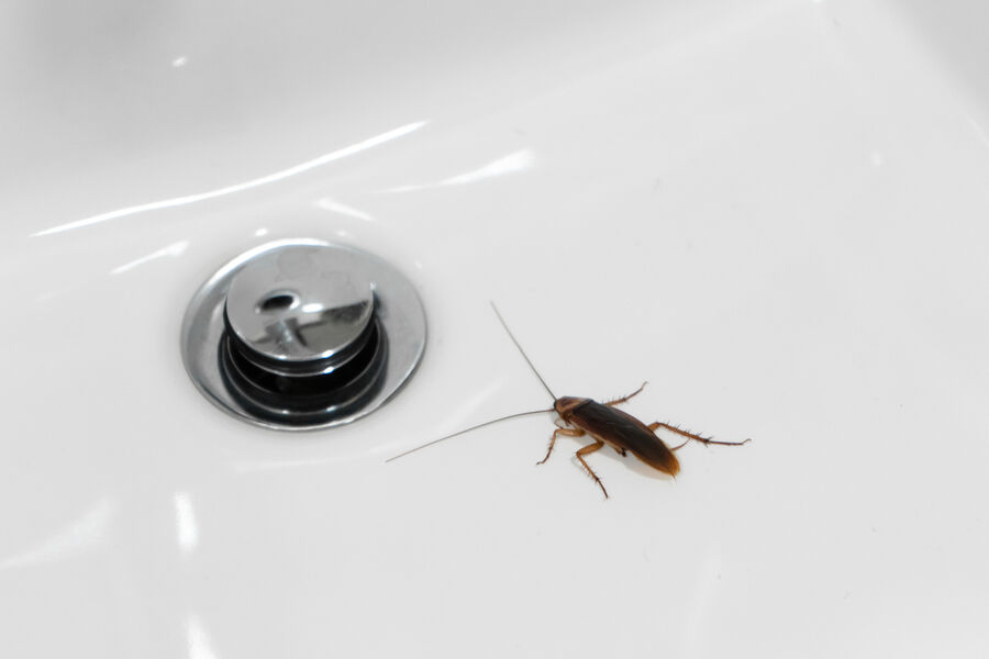 Kakerlake-im-badezimmer.jpg